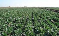 مشروع الدلتا الجديدة يعيد مصر لمكانتها الزراعية العالمية