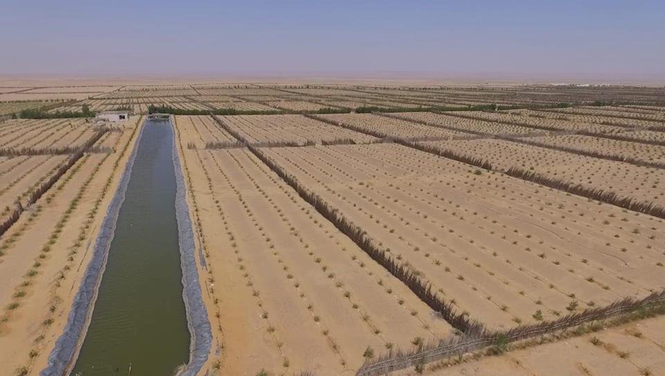 زراعة 6.3 مليون شجرة جوجوبا ضمن مشروع المليون ونصف مليون فدان