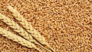 فتح جميع نقاط استلام وتوريد القمح المحلة المنتج هذا العام بالمحافظات