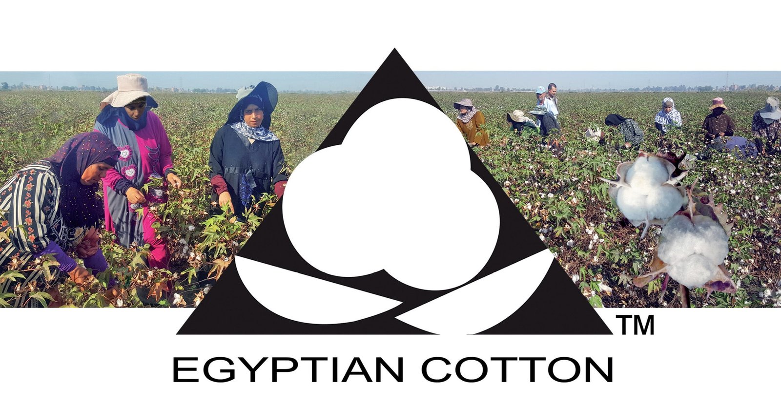 جمعية قطن مصر تنفذ خطة شاملة للحفاظ على شعار القطن وحمايته