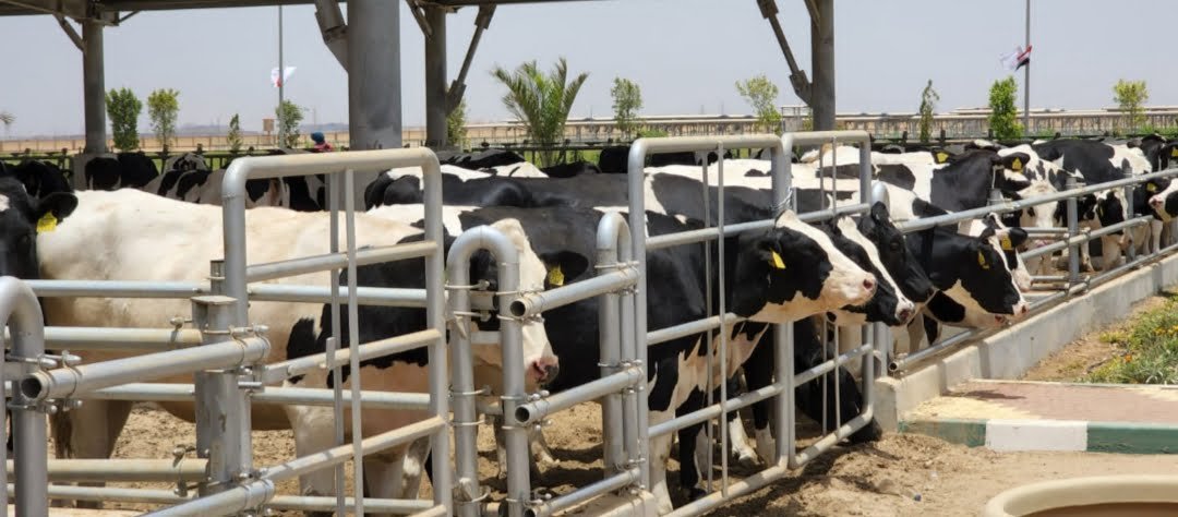 مصر تكثف جهودها لزيادة إنتاج الثروة الحيوانية