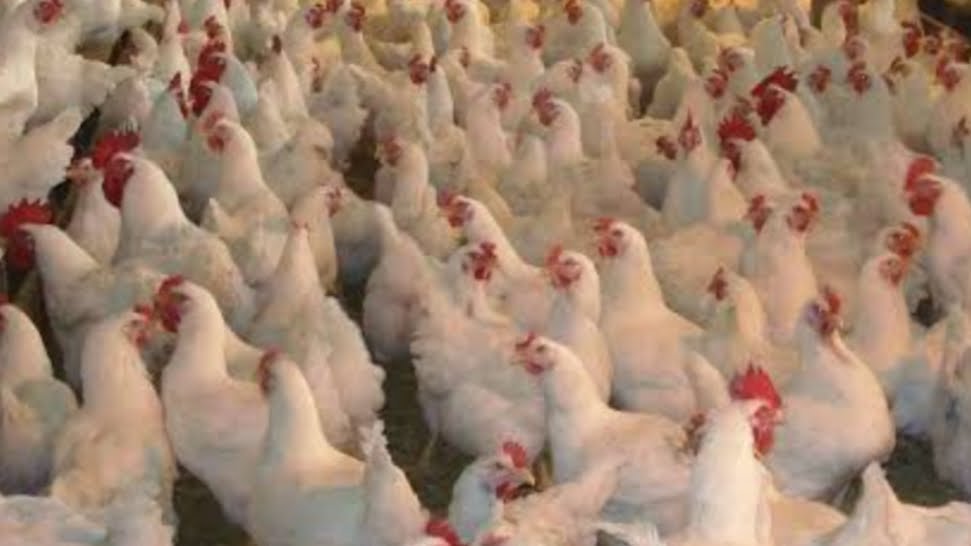 انخفاض كبير فى أسعار الدواجن والبيض بعد ارتفاعات رمضان