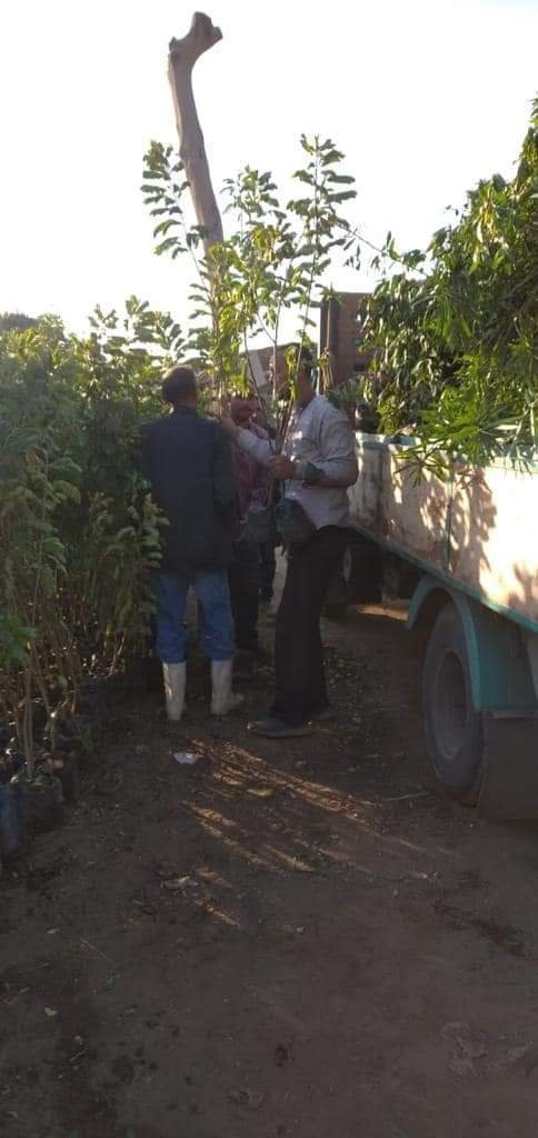 الانتهاء من المرحلة الأولى من مبادرة الرئيس السيسى لزراعة 100 مليون شجرة