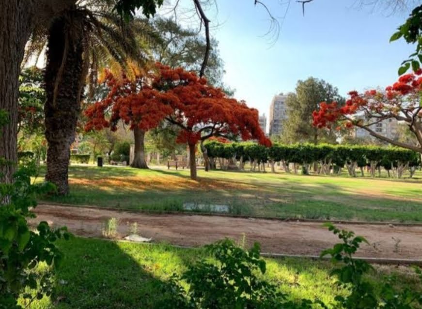 تشجير القاهرة والمحافظات ومنع تحويل أى منطقة خضراء إلى تجارية