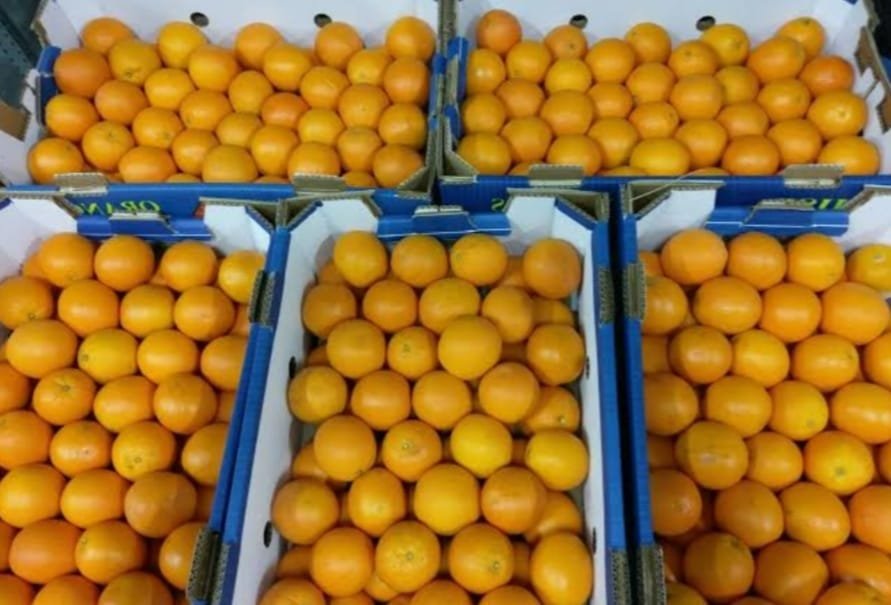 الأول من ديسمبر بداية موسم تصدير البرتقال