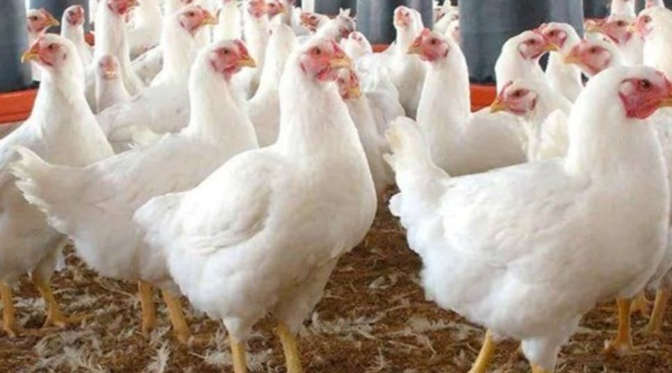 استمرار ضخ الدواجن المجمدة بالمجمعات الاستهلاكية بأسعار مخفضة