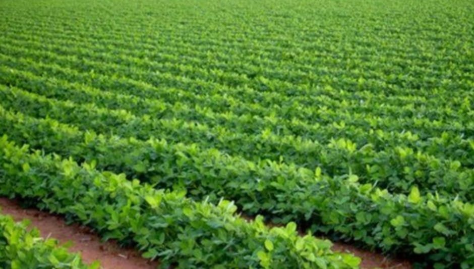 هل يكون تطوير الزراعة الحل لتخفيف أزمة النقد الأجنبى؟