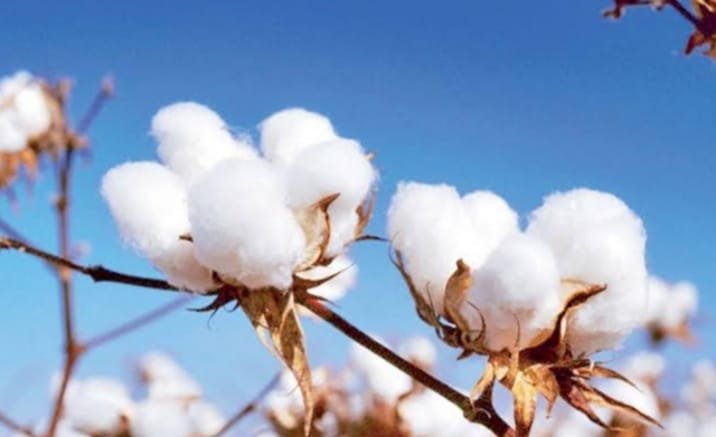 القطن المصرى يستعيد عرشه مجددا