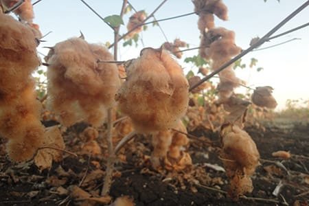 القطن الملون نقلة نوعية فى عالم الزراعة والنسيج