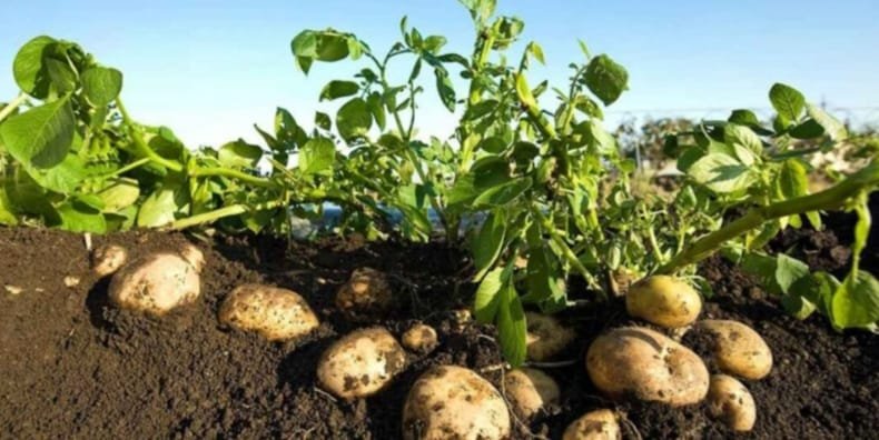 وزارة الزراعة تنتهى من فحص تقاوى البطاطس بكمية تتجاوز 320 ألف طن