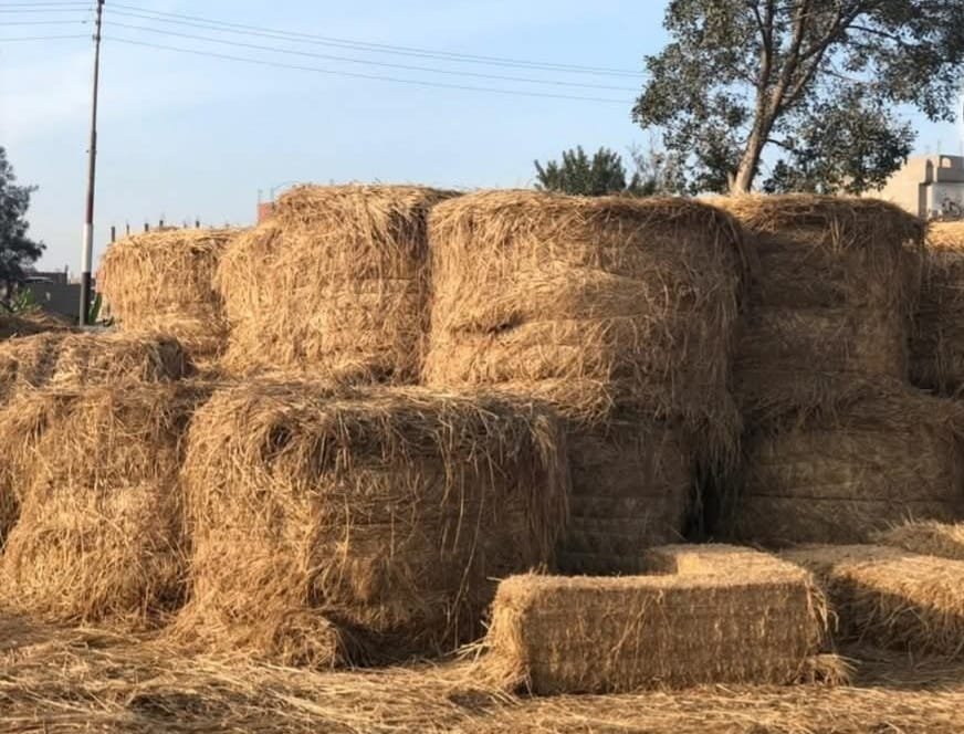 إنتاج 4822 طن من الأسمدة العضوية من إعادة تدوير قش الأرز