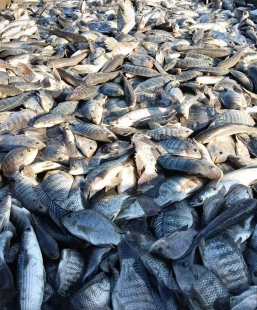 إنتاج 55 طنًا من الأسماك بمزرعة برسيق ومحطة تحضين الخاشعة ضمن خطة زيادة الإنتاج السمكي