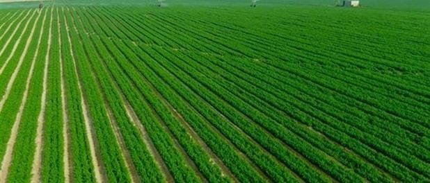 مشروع الدلتا الجديدة يعزز أمن مصر الغذائى